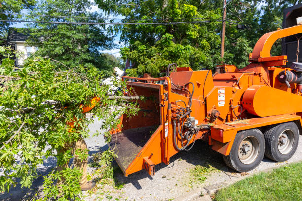 The Steps Involved in Our Tree Care Process in Honeoye Falls, NY